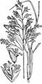 Rasen-Schmiele - Deschampsia cespitosa (L.) P. Beauv.