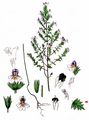 Eyebright - Euphrasia rostkoviana Hayne