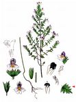 Bunter Augentrost - Euphrasia rostkoviana Hayne 