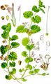 Ground-Ivy - Glechoma hederacea L.