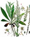 White Mullein - Verbascum lychnitis L.