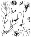 Horned Pondweed - Zannichellia palustris L. 