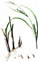 Blasen-Segge - Carex vesicaria L.