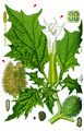 Thorn-Apple - Datura stramonium L.