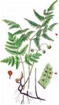 Eichenfarn - Gymnocarpium dryopteris (L.) Newman 