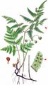 Oak Fern - Gymnocarpium dryopteris (L.) Newman