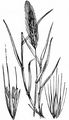 Meadow Barley - Hordeum secalinum Schreb.