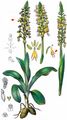 Man Orchid - Orchis anthropophora (L.) All.