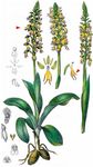 Ohnsporn - Orchis anthropophora (L.) All. 