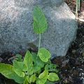 Betony-Leaved Rampion - Phyteuma betonicifolium Vill.