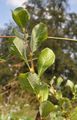 Bebb Willow - Salix starkeana Willd.