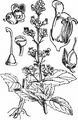 Water Figwort - Scrophularia auriculata L.