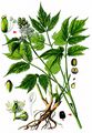 Baneberry - Actaea spicata L.