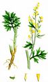 Wermut - Artemisia absinthium L.
