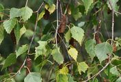 Silver Birch - Betula pendula Roth
