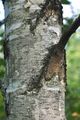 Downy Birch - Betula pubescens Ehrh.