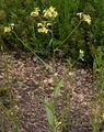 Flat-Seed False Flax - Camelina alyssum (Mill.) Thell.