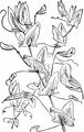 Yellow Vetchling - Lathyrus aphaca L.