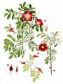 Alpine Rose - Rosa pendulina L.