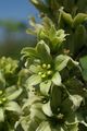 Grüner Germer - Veratrum lobelianum Bernh.