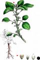 Guernsey Pigweed - Amaranthus blitum L.