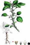 Ausgerandeter Fuchsschwanz - Amaranthus emarginatus Uline & W. L. Bray 