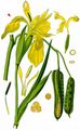 Yellow Iris - Iris pseudacorus L.