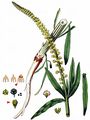 Weld - Reseda luteola L.