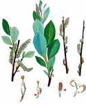 Reif-Weide - Salix daphnoides Vill. 
