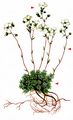 Blue Green Saxifrage - Saxifraga caesia L.