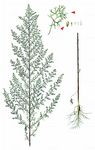 Besen-Beifuß - Artemisia scoparia Waldst. & Kit. 