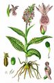 Baltic Marsh Orchid - Dactylorhiza russowii (Klinge) Holub