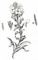 Wallflower - Erysimum cheiri (L.) Crantz