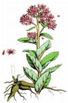 Purpur-Fetthenne - Hylotelephium telephium (L.) H. Ohba 