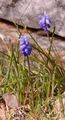 Weinbergs-Traubenhyazinthe - Muscari neglectum Guss. ex Ten.