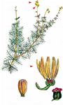 Wechselblütiges Tausendblatt - Myriophyllum alterniflorum DC. 
