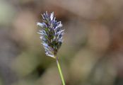 Kalk-Blaugras - Sesleria caerulea (L.) Ard.