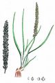 Sea Arrowgrass - Triglochin maritima L.