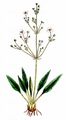 Narrow-Leaved Water-Plantain - Alisma lanceolatum With. 