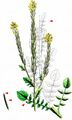 Medium-Flowered Winter-Cress - Barbarea intermedia Boreau