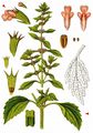 False Motherwort - Chaiturus marrubiastrum (L.) Ehrh. ex Rchb.