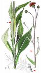 Graue Kratzdistel - Cirsium canum (L.) All. 