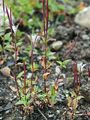Alpine Willowherb - Epilobium anagallidifolium Lam.