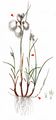 Common Cottongrass - Eriophorum angustifolium Honck.