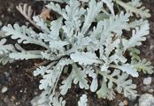 Grey Alpine Groundsel - Jacobaea incana (L.) Veldkamp