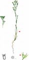 Red Sandwort - Minuartia rubra (Scop.) McNeill