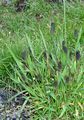 Alpine Cat's-Tail - Phleum rhaeticum (Humphries) Rauschert