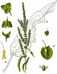 Krauser Ampfer - Rumex crispus L. 