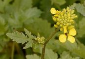 White Mustard - Sinapis alba L.