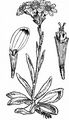 Steppen-Greiskraut - Tephroseris integrifolia (L.) Holub